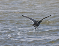 American Coot 7465